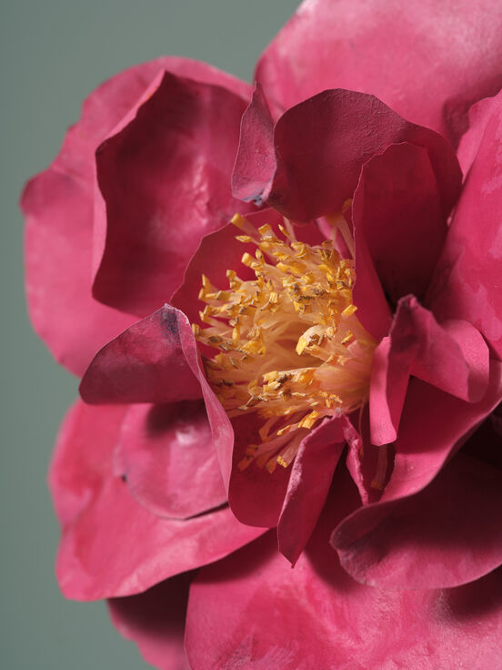 Coffee & Croissants on The Camellia Society with Karin Montgomery